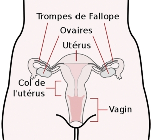 Trompes de Faloppe, ovaires, utérus, col de l'utérus, vagin